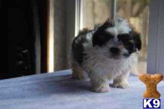 Shih Tzu Puppies in FL